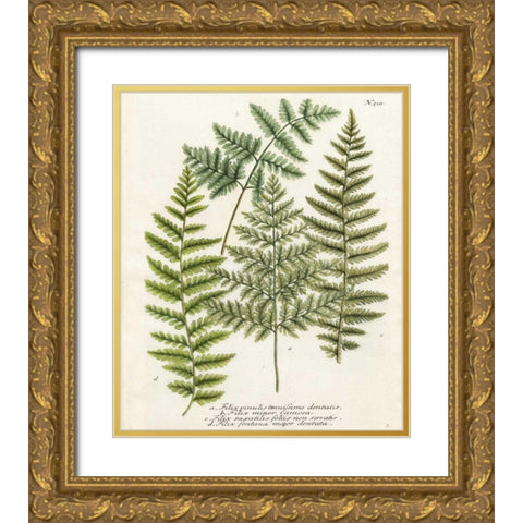 Fern Gathering I Gold Ornate Wood Framed Art Print with Double Matting by Weinmann
