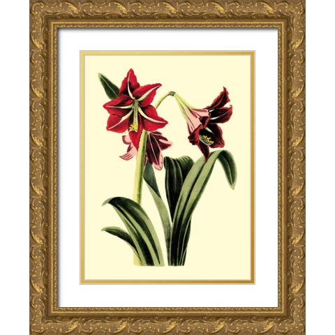 Royal Botanical Study I Gold Ornate Wood Framed Art Print with Double Matting by Cotton, B