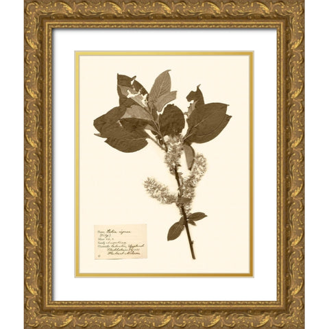 Pressed Flower Study I Gold Ornate Wood Framed Art Print with Double Matting by Vision Studio