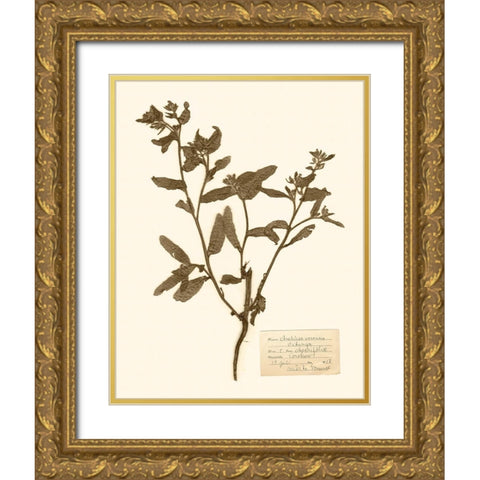 Pressed Flower Study III Gold Ornate Wood Framed Art Print with Double Matting by Vision Studio