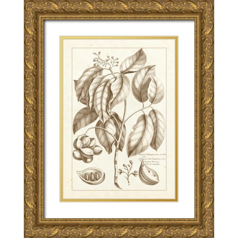Sepia Buchoz Exotics II Gold Ornate Wood Framed Art Print with Double Matting by Buchoz, Pierre Josep