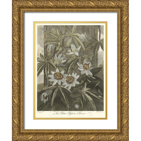 Blue Passionflower (A) Gold Ornate Wood Framed Art Print with Double Matting by Thornton, Robert J.