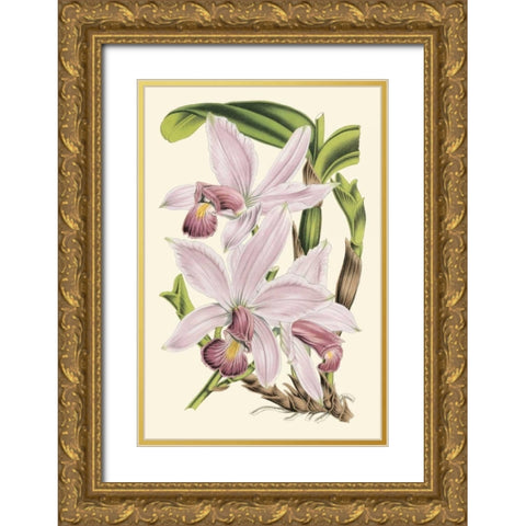 Delicate Orchid I Gold Ornate Wood Framed Art Print with Double Matting by Vision Studio