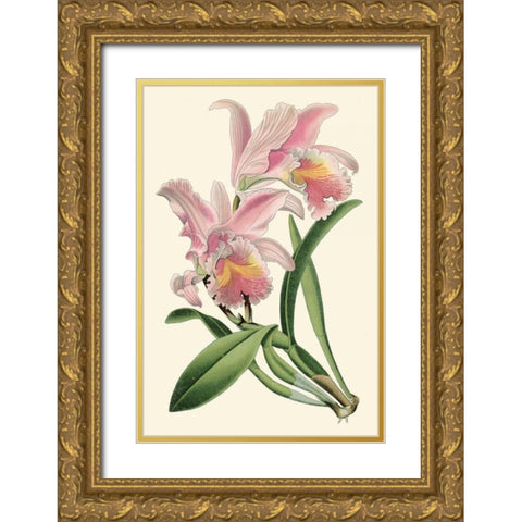 Delicate Orchid III Gold Ornate Wood Framed Art Print with Double Matting by Vision Studio
