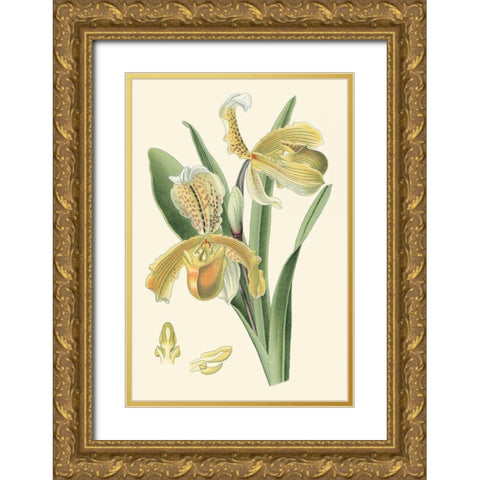 Delicate Orchid IV Gold Ornate Wood Framed Art Print with Double Matting by Vision Studio