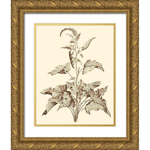 Sepia Munting Foliage II Gold Ornate Wood Framed Art Print with Double Matting by Munting, Abraham