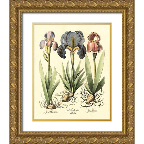 Bulb Garden I Gold Ornate Wood Framed Art Print with Double Matting by Besler, Basilius