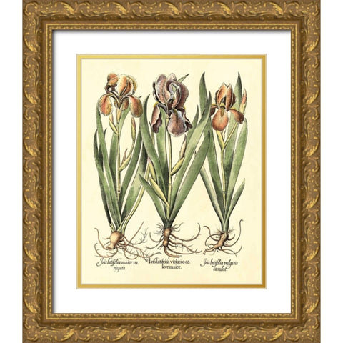 Bulb Garden II Gold Ornate Wood Framed Art Print with Double Matting by Besler, Basilius