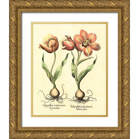Bulb Garden III Gold Ornate Wood Framed Art Print with Double Matting by Besler, Basilius