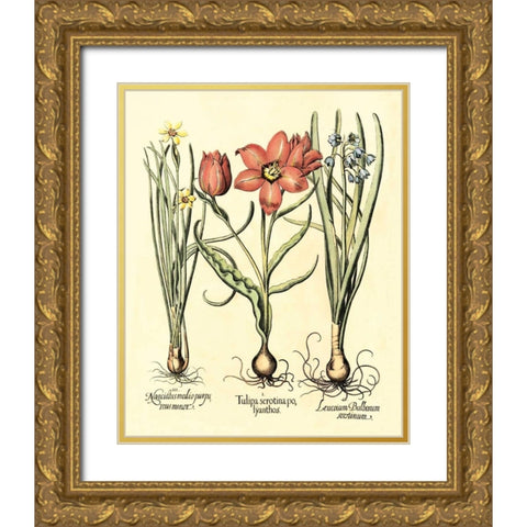 Bulb Garden IV Gold Ornate Wood Framed Art Print with Double Matting by Besler, Basilius