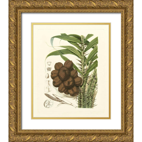 Island Fruits I Gold Ornate Wood Framed Art Print with Double Matting by Hoola Van Nooten, B.