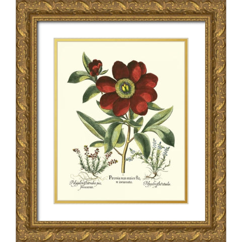 Red Besler Peonie I Gold Ornate Wood Framed Art Print with Double Matting by Besler, Basilius