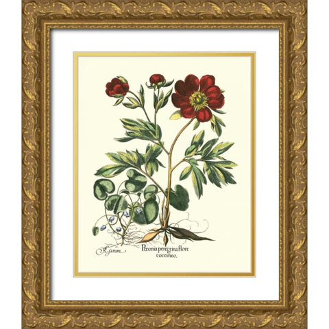 Red Besler Peonie III Gold Ornate Wood Framed Art Print with Double Matting by Besler, Basilius