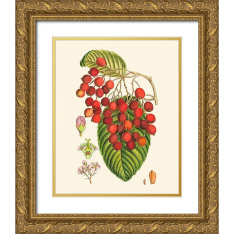 Crimson Berries II Gold Ornate Wood Framed Art Print with Double Matting by Curtis