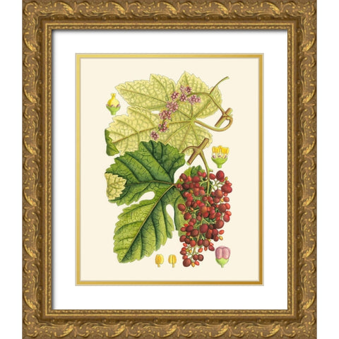 Crimson Berries III Gold Ornate Wood Framed Art Print with Double Matting by Curtis
