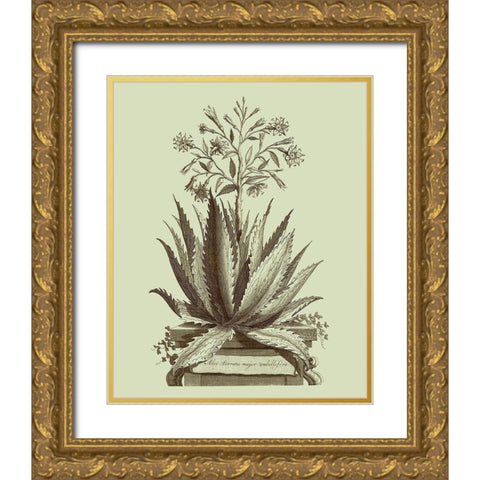 Vintage Aloe I Gold Ornate Wood Framed Art Print with Double Matting by Munting, Abraham