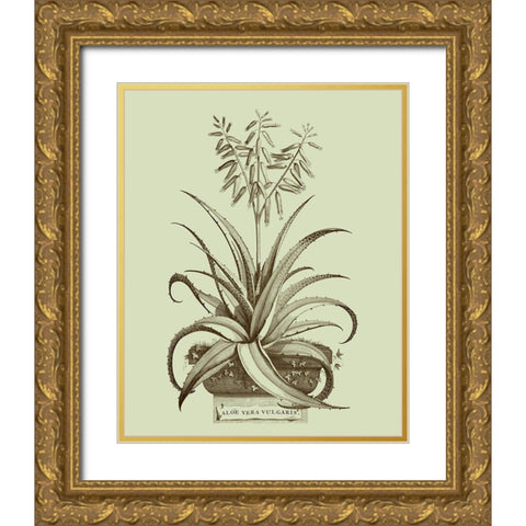 Vintage Aloe II Gold Ornate Wood Framed Art Print with Double Matting by Munting, Abraham