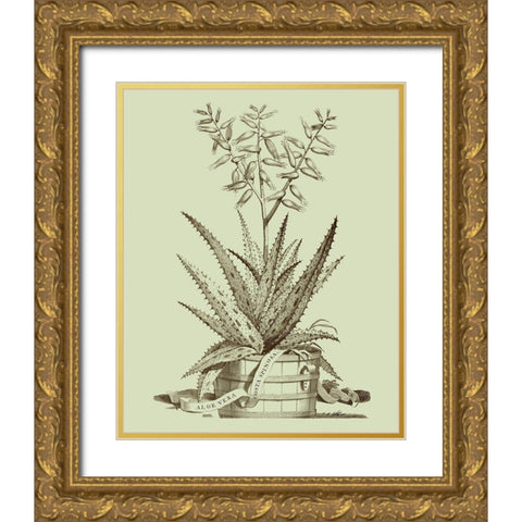 Vintage Aloe III Gold Ornate Wood Framed Art Print with Double Matting by Munting, Abraham