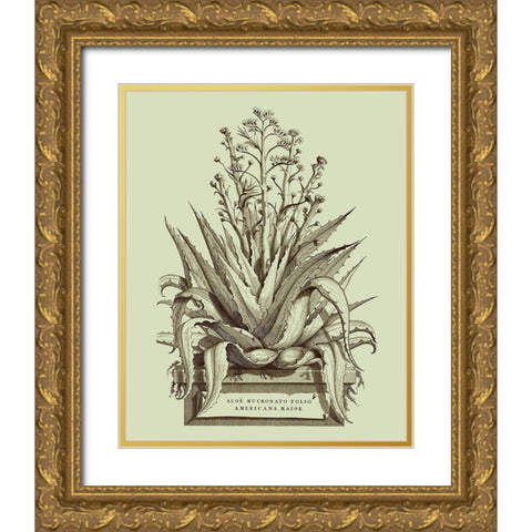Vintage Aloe IV Gold Ornate Wood Framed Art Print with Double Matting by Munting, Abraham
