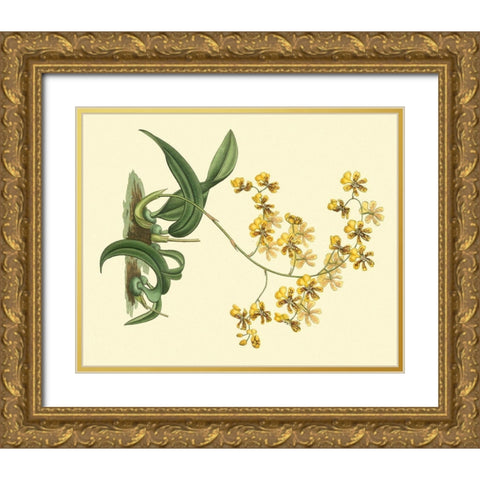 Antique Orchid Study I Gold Ornate Wood Framed Art Print with Double Matting by Edwards, Sydenham