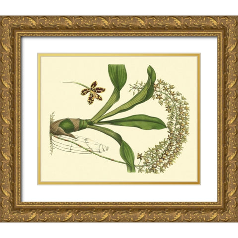 Antique Orchid Study IV Gold Ornate Wood Framed Art Print with Double Matting by Edwards, Sydenham