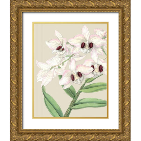 Orchid Blooms II  Gold Ornate Wood Framed Art Print with Double Matting by Vision Studio