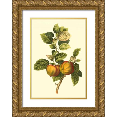 Bessa Apple Gold Ornate Wood Framed Art Print with Double Matting by Bessa