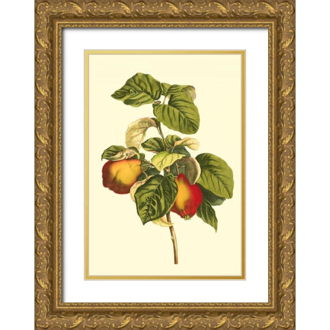 Bessa Pear Gold Ornate Wood Framed Art Print with Double Matting by Bessa