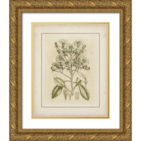 Tinted Botanical I Gold Ornate Wood Framed Art Print with Double Matting by Curtis