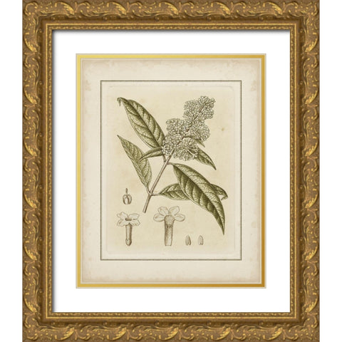 Tinted Botanical II Gold Ornate Wood Framed Art Print with Double Matting by Curtis