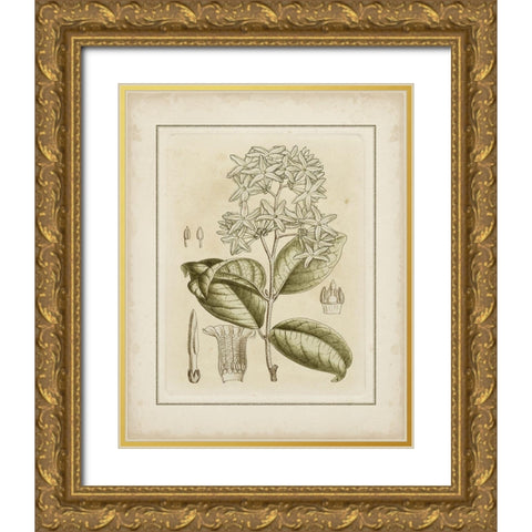 Tinted Botanical III Gold Ornate Wood Framed Art Print with Double Matting by Curtis