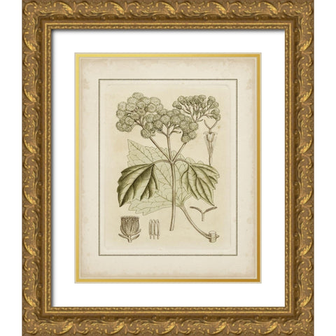 Tinted Botanical IV  Gold Ornate Wood Framed Art Print with Double Matting by Curtis
