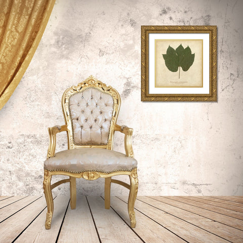 Chinese Parasol Tree Gold Ornate Wood Framed Art Print with Double Matting by Davis, Becky