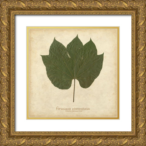 Chinese Parasol Tree Gold Ornate Wood Framed Art Print with Double Matting by Davis, Becky