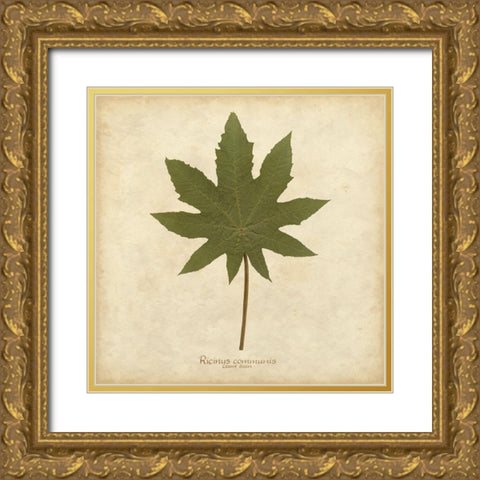 Castor Bean Gold Ornate Wood Framed Art Print with Double Matting by Davis, Becky