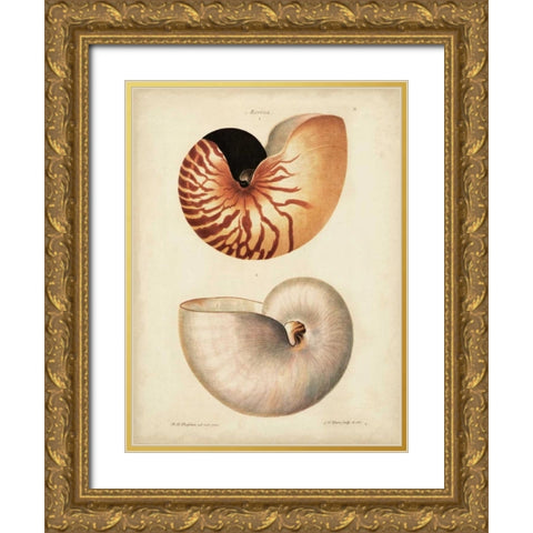 Antique Nautilus I Gold Ornate Wood Framed Art Print with Double Matting by Knorr