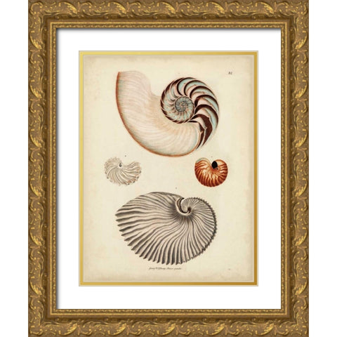 Antique Nautilus II Gold Ornate Wood Framed Art Print with Double Matting by Knorr
