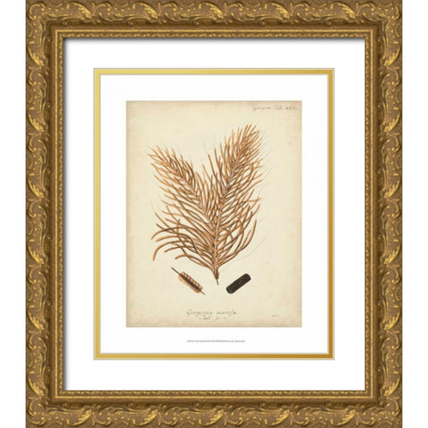 Coral Collection III Gold Ornate Wood Framed Art Print with Double Matting by Esper, Johann