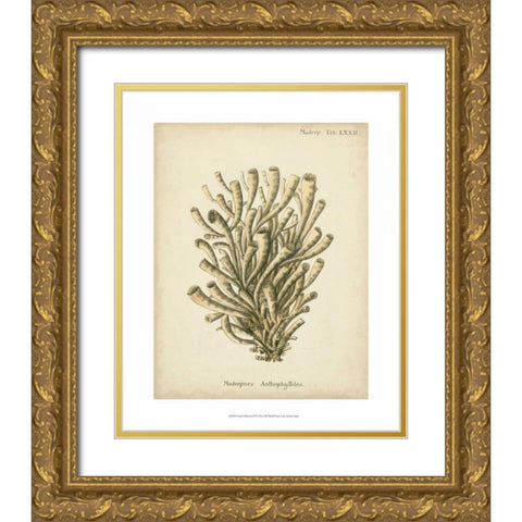 Coral Collection IX Gold Ornate Wood Framed Art Print with Double Matting by Esper, Johann