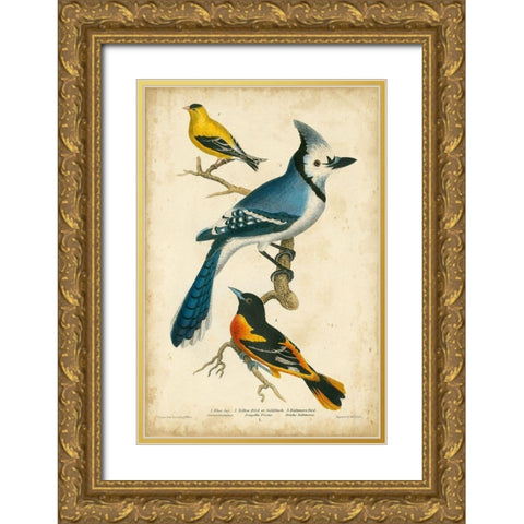 Wilsons Blue Jay Gold Ornate Wood Framed Art Print with Double Matting by Wilson, Alexander