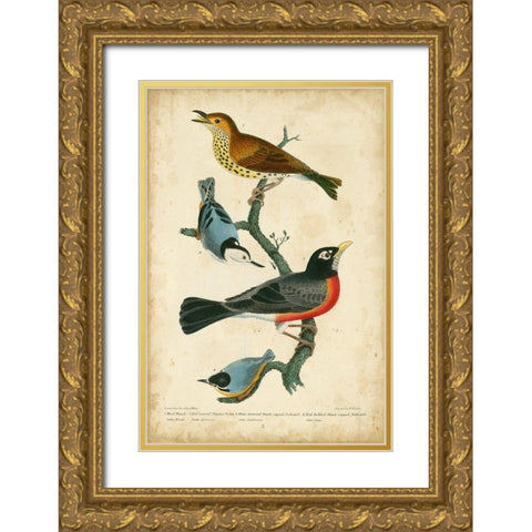 Wilsons Wood Thrush Gold Ornate Wood Framed Art Print with Double Matting by Wilson, Alexander