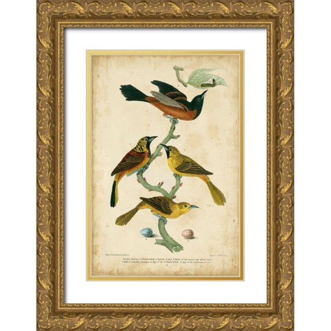 Wilsons Orchard Oriole Gold Ornate Wood Framed Art Print with Double Matting by Wilson, Alexander