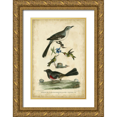 Wilsons Mockingbird Gold Ornate Wood Framed Art Print with Double Matting by Wilson, Alexander