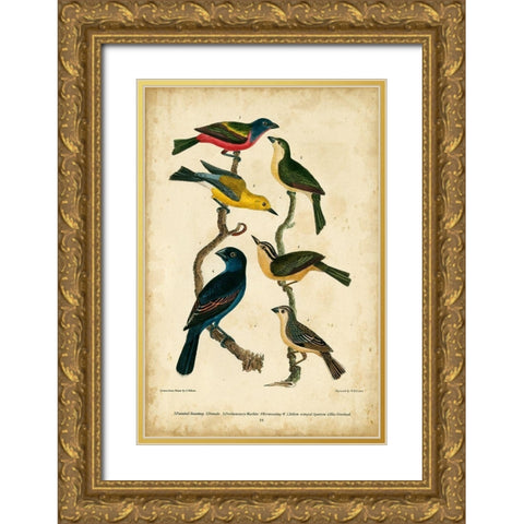 Wilsons Painted Bunting Gold Ornate Wood Framed Art Print with Double Matting by Wilson, Alexander