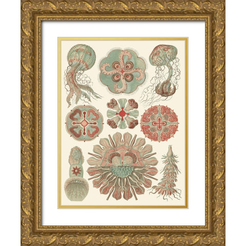 Sophisticated Sealife IV Gold Ornate Wood Framed Art Print with Double Matting by Haeckel, Ernst