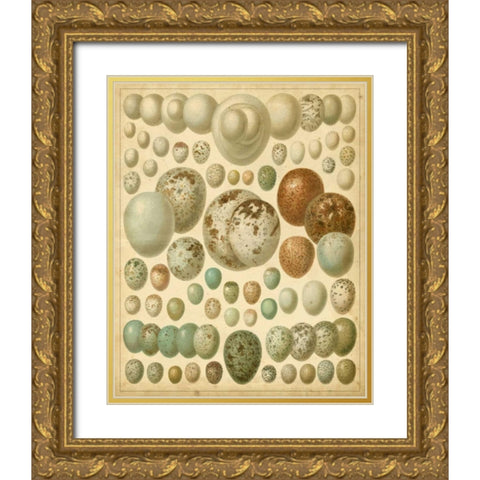 Vintage Bird Eggs I Gold Ornate Wood Framed Art Print with Double Matting by Meyers