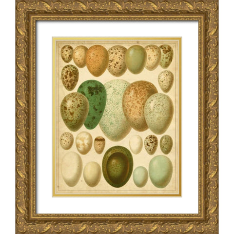 Vintage Bird Eggs II Gold Ornate Wood Framed Art Print with Double Matting by Meyers