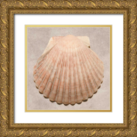 Weathered Shell Sampler Gold Ornate Wood Framed Art Print with Double Matting by Stramel, Renee W.