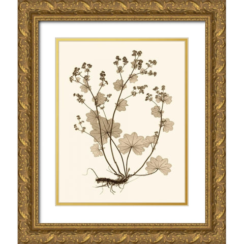 Sepia Nature Study I Gold Ornate Wood Framed Art Print with Double Matting by Vision Studio