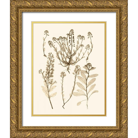 Sepia Nature Study III Gold Ornate Wood Framed Art Print with Double Matting by Vision Studio
